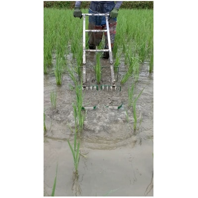 有機JAS認証こしひかり　白米10kg