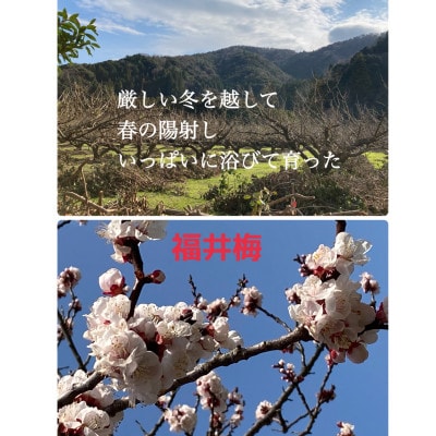 冷凍完熟梅(福井梅)1kg