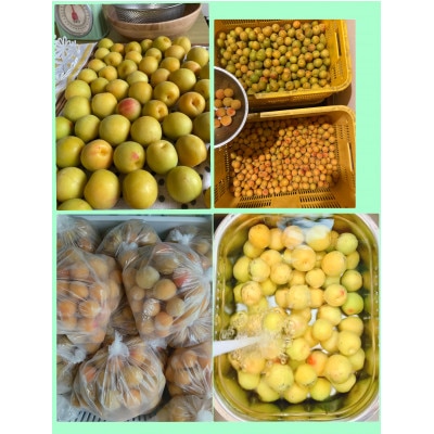 冷凍完熟梅(福井梅)1kg