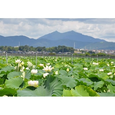 【土浦市産】れんこん約3kg(贈答用)
