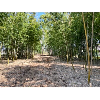 徳島県産】 ④ たけのこ 現物 2.5kg農薬不使用 ヌカ唐辛子付