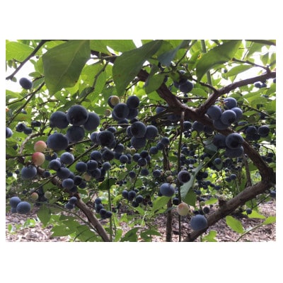 農園直送!中粒(Mサイズ)冷凍ブルーベリー2kg