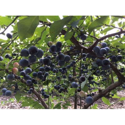 栽培期間中農薬不使用ブルーベリー使用!濃厚手作りジェラート食べ比べ6個セット