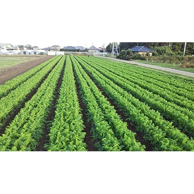 久松農園のにんじんジュース(200ml)×8本セット