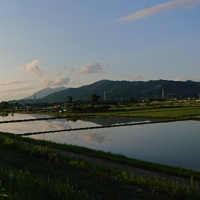 【令和4年1月発送】令和3年産筑波山麓土浦市産コシヒカリ玄米30kg