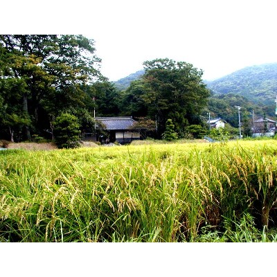 【令和4年2月発送】令和3年筑波山麓土浦市産コシヒカリ玄米30kg石抜き・色彩選別機処理済み