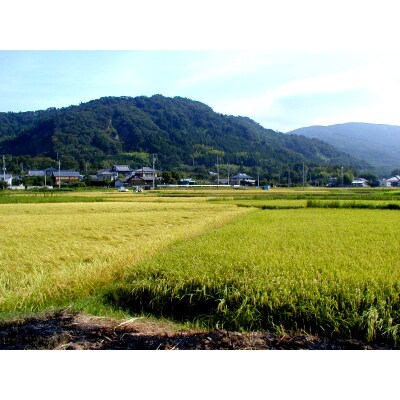 【筑波山麓】令和2年産コシヒカリ検査一等30kg玄米　ホタルが舞う里のお米