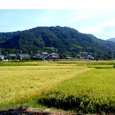【12月下旬まで発送】コシヒカリ玄米30kg筑波山麓ホタル舞う土浦市産　石抜き・色彩選別機処理済み
