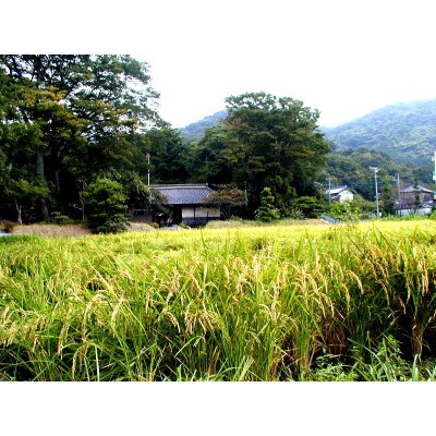 【9月発送】精米20kg 令和3年土浦市産コシヒカリ ホタルが舞う里のお米