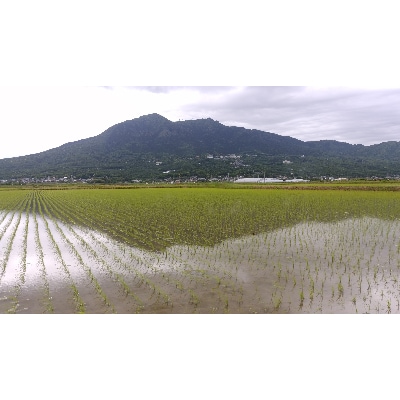 『9月下旬より順次発送』令和4年産新米【筑波山麓のコシヒカリ玄米10kg】石抜き・色彩選別機処理済み
