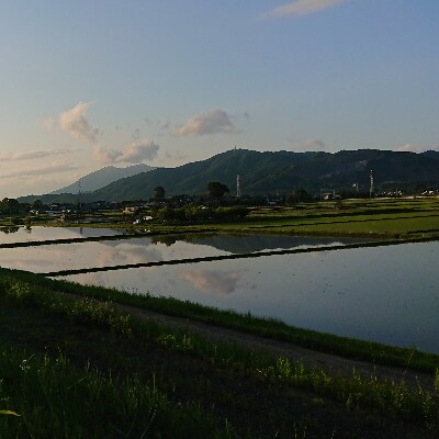 【7月中旬より発送】令和3年茨城県産ミルキークイーン(玄米)30kg×1袋　石抜き・色彩選別は未処理