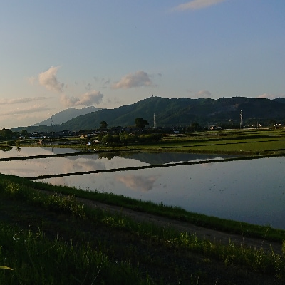 【6月中旬より発送】令和3年茨城県産ミルキークイーン(玄米)30kg×1袋　石抜き・色彩選別は未処理