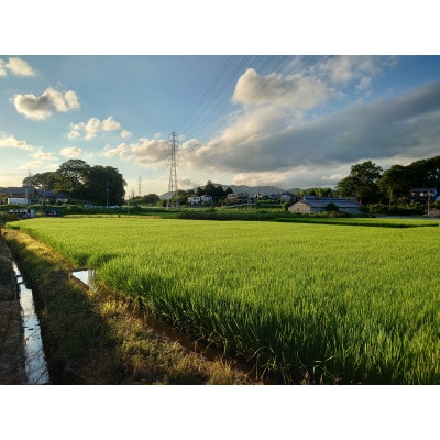 【7月より順次発送予定の先行受付】 4年茨城県産ミルキークイーン 精米5kg　冷めても美味しいお米
