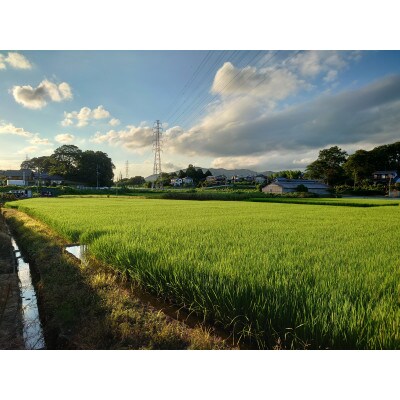 【7月中旬より順次発送予定】 4年茨城県産ミルキークイーン 精米10kg　冷めても美味しいお米