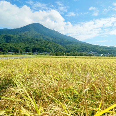 【令和6年産】 精米 ミルキークイーン 5kg 茨城県産 順次発送 冷めても美味しいお米