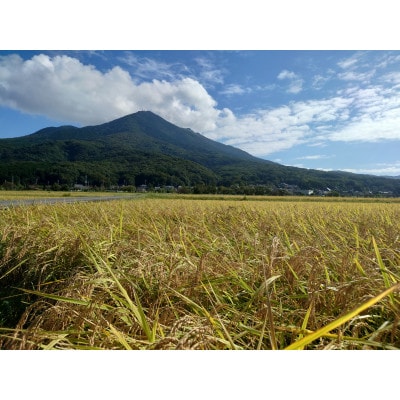 7月中旬より順次発送【令和6年産 茨城県産ミルキークイーン精米5kg】冷めても美味しいお米