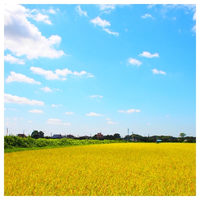 令和4年産茨城県産コシヒカリ・ミルキークイーン　精米　詰合せ　合計10kg (5kg×2袋)