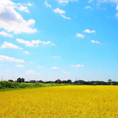 令和5年産茨城県産コシヒカリ・あきたこまち　精米　詰合せ　合計10kg (5kg×2袋)