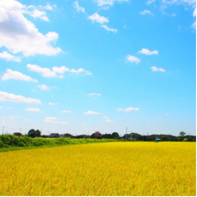 【令和7年産】新米 茨城県産 コシヒカリ 無洗米 合計10kg (5kg×2袋) 茨城の美味しいお米