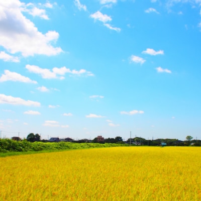 【令和7年産】 新米 茨城県産 あきたこまち 精米 合計10kg(5kg×2袋) 茨城の美味しいお米