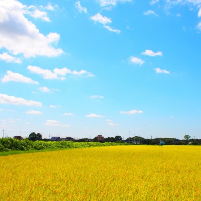 令和8年産 茨城県産 にじのきらめき 精米 合計15kg (5kg×3袋) 茨城のお米