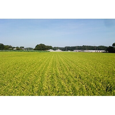 土浦市産　コシヒカリ玄米　10kg