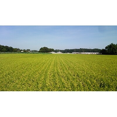 土浦市産　コシヒカリ精米　10kg