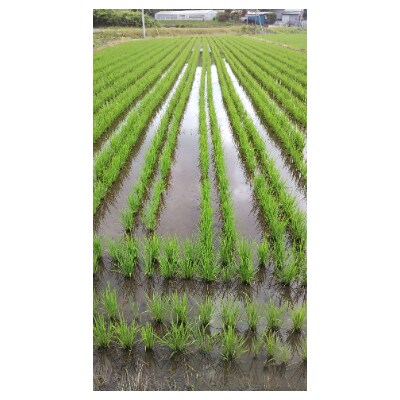 土浦市産　コシヒカリ精米　10kg