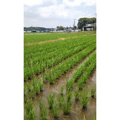 土浦市産　コシヒカリ精米　10kg