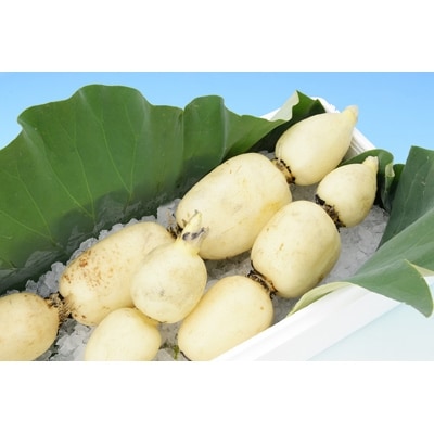 鈴木農園の新物れんこん親子ギフト　3kg