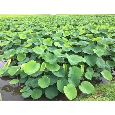 鈴木農園の新物れんこん親子ギフト　3kg