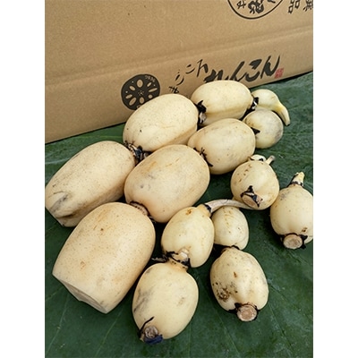 鈴木農園のれんこん親子ギフト　約3kg
