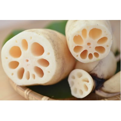 【ご家庭用】鈴木農園のれんこん 小ぶり 2kg