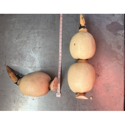 【ご家庭用】鈴木農園のれんこん 小ぶり 2kg