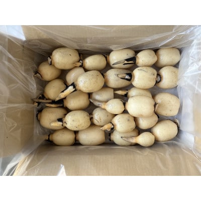 【ご家庭用】鈴木農園のれんこん 小ぶり 2kg