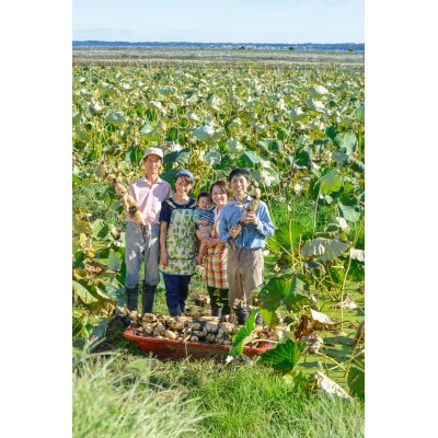 【ご家庭用】鈴木農園のれんこん 小ぶり 2kg