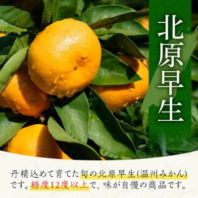 【10月下旬頃発送開始】JAさつま日置産　北原早生(温州みかん)　合計約5kg