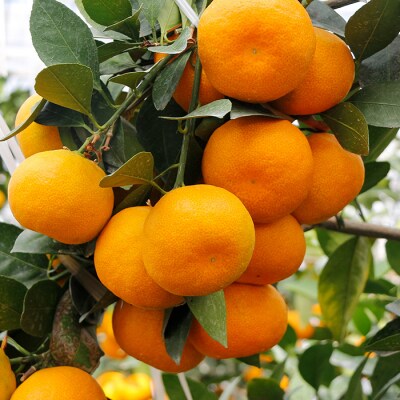 【先行受付!】JAさつま日置農協のハウスみかん 約2.4kg