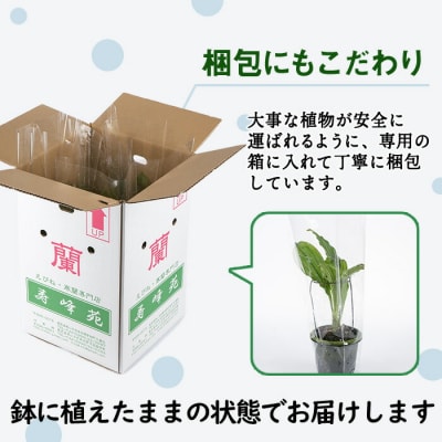 【個数限定】寿峰苑特選えびね蘭　店主おすすめ標準Aコース
