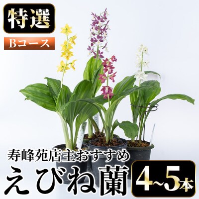 【個数限定】寿峰苑特選えびね蘭　店主おすすめ標準Bコース