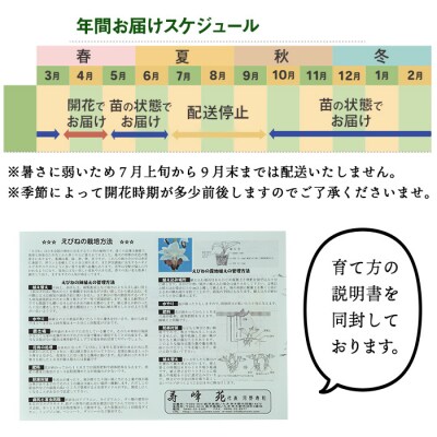 【個数限定】寿峰苑特選えびね蘭　店主おすすめ標準Bコース