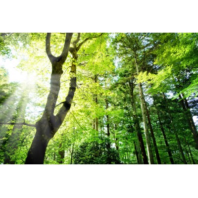 【詰替用】ナノコロナチュレペットスプレーボトル(1,000ml×2本)