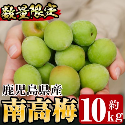 先行受付<数量・期間限定>朝日梅園の南高梅(生梅)10kg 箱 バラ詰め満杯