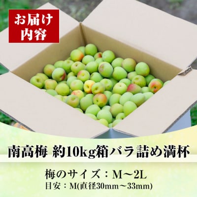 先行受付<数量・期間限定>朝日梅園の南高梅(生梅)10kg 箱 バラ詰め満杯