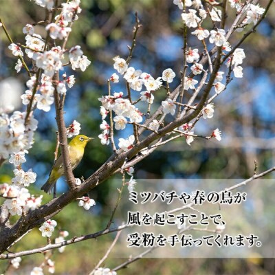 先行受付<数量・期間限定>朝日梅園の南高梅(生梅)10kg 箱 バラ詰め満杯