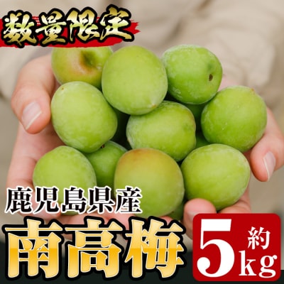 先行受付<数量・期間限定>朝日梅園の南高梅(生梅)5kg 箱 バラ詰め 満杯