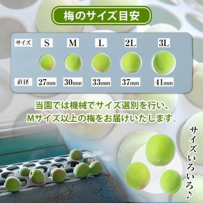 先行受付<数量・期間限定>朝日梅園の南高梅(生梅)5kg 箱 バラ詰め 満杯