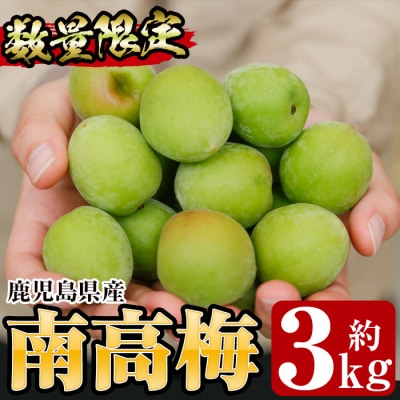 先行受付<数量・期間限定>朝日梅園の南高梅(生梅)3kg 箱 バラ詰め 満杯