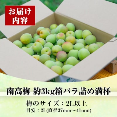 先行受付<数量・期間限定>朝日梅園の南高梅(生梅)3kg 箱 バラ詰め 満杯