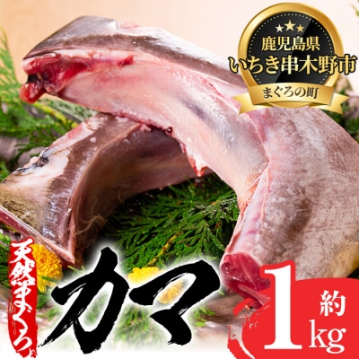 キハダマグロ(もしくはメバチマグロ)のカマ約1kg!